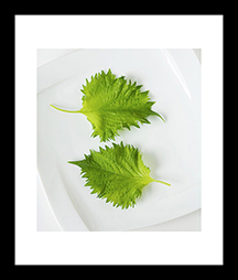 shisoleaves2.jpg